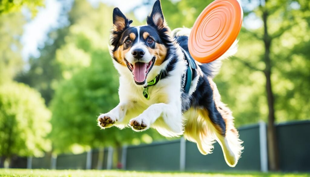 beneficios del ejercicio para perros de apartamento