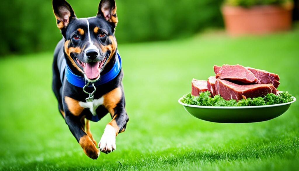 proteínas en perros activos