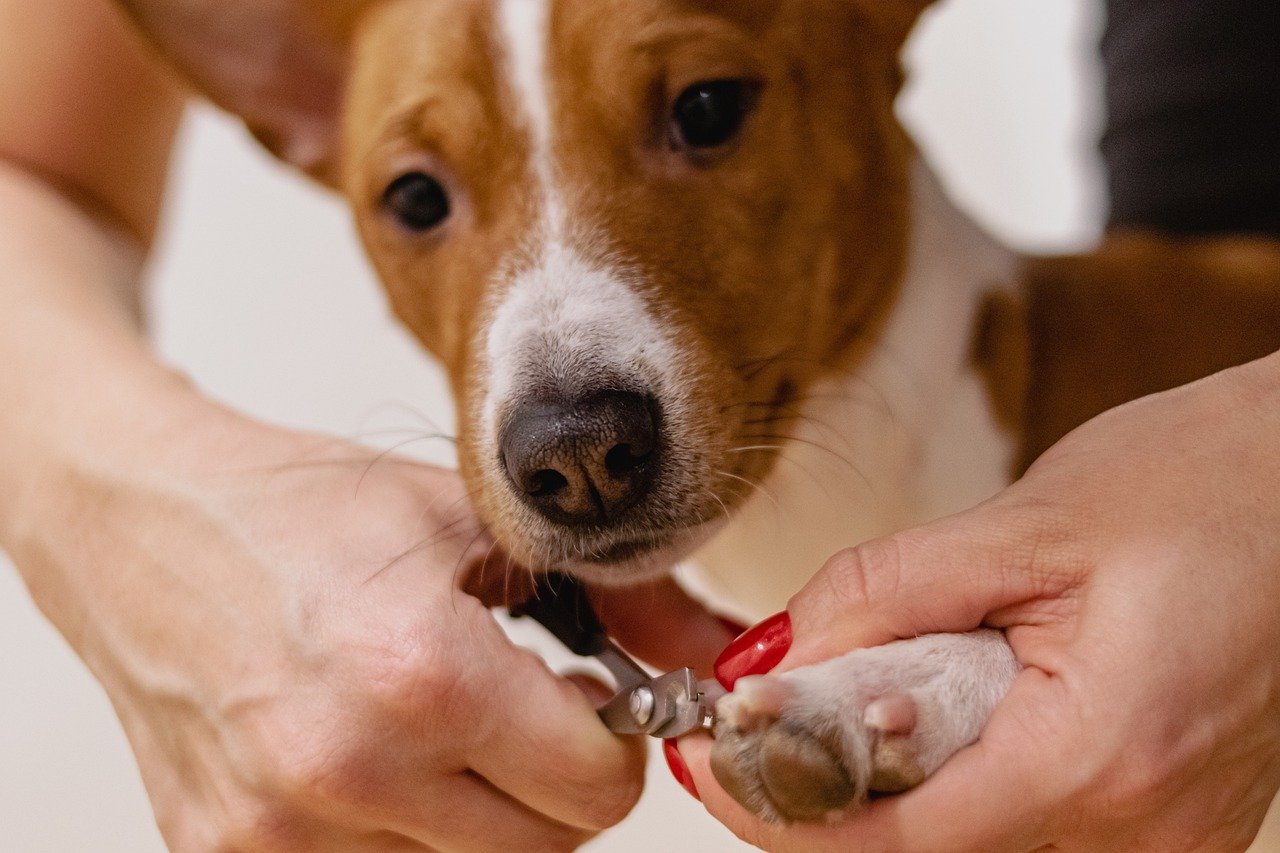 cortar uñas perro