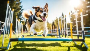 actividades recreativas para perros en su salud mental y física