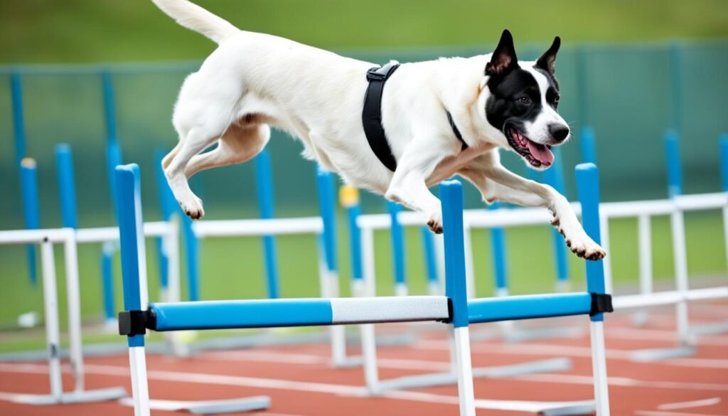 ejercicios de alto riesgo para perros con problemas de articulaciones